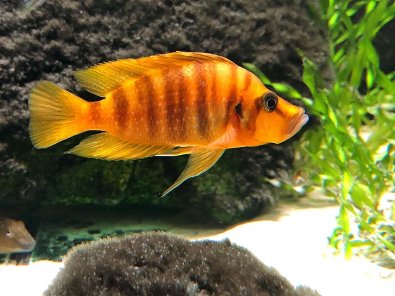 Altolamprologus compressiceps 'Kilima' (Mandarin)